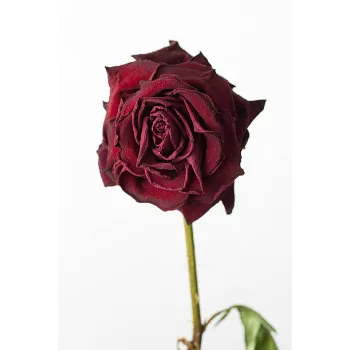 Organic Dry Rose Leaves